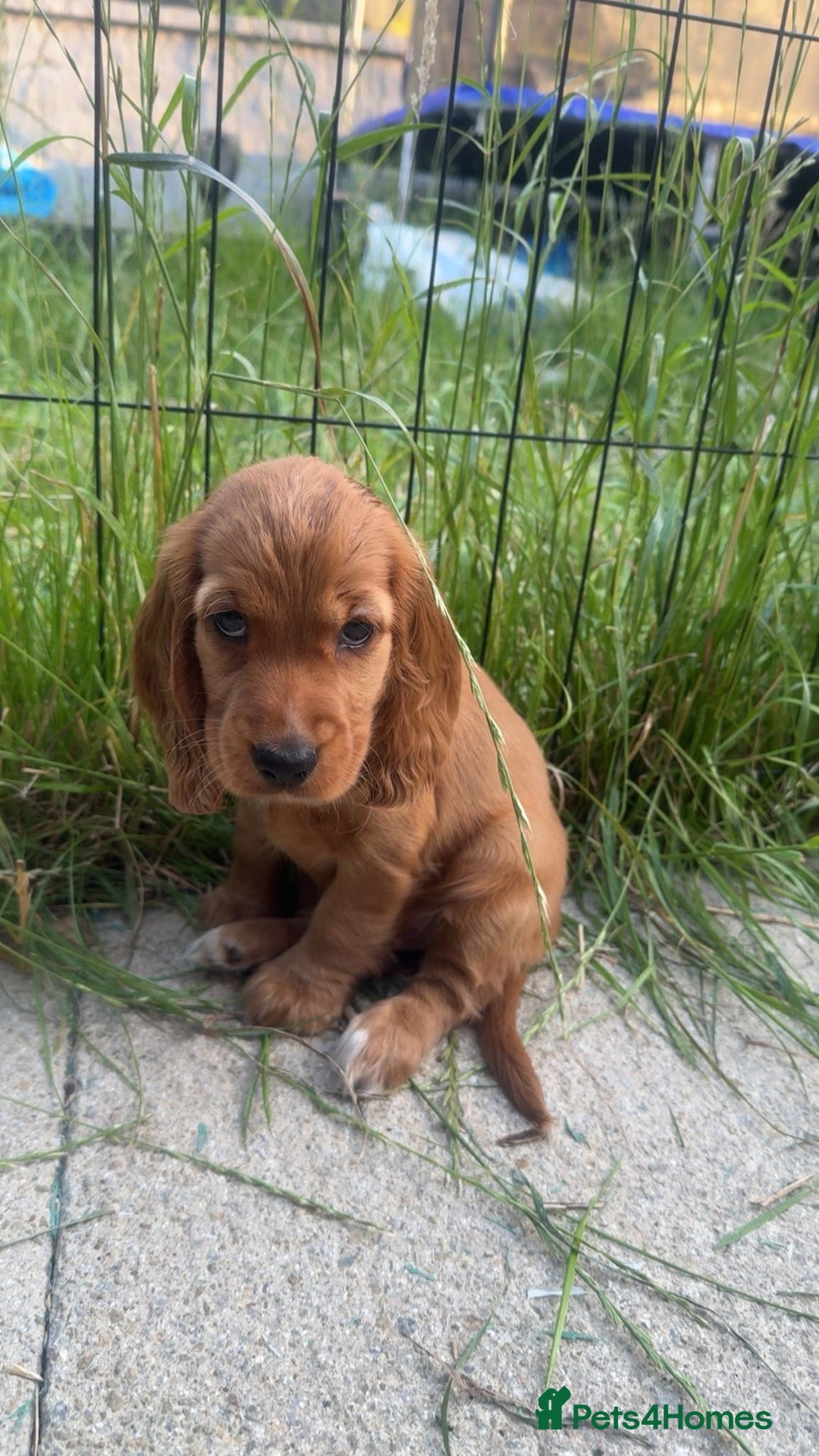 Cocker Spaniel dogs for sale: 🐾💖Perfect 9 week old red show cocker spaniel - Image 1