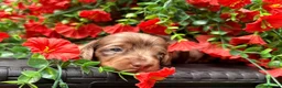 Miniature Dachshund dogs for sale: Long haired miniature dachshund  - Advert 6
