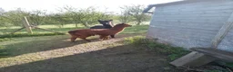 Alpaca livestock for sale: 2 adult females and 1 weanling males for sale - Advert 4