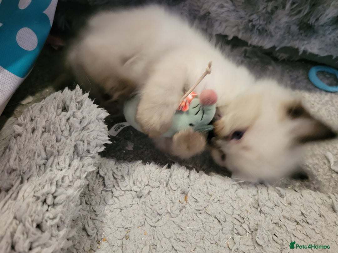 Ragdoll cats for sale: 5 very loved and spoiled Ragdoll kitttens - Advert 8