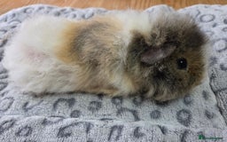 Guinea Pig rodents for sale: 3 Male Babies 🐖 - Advert 5