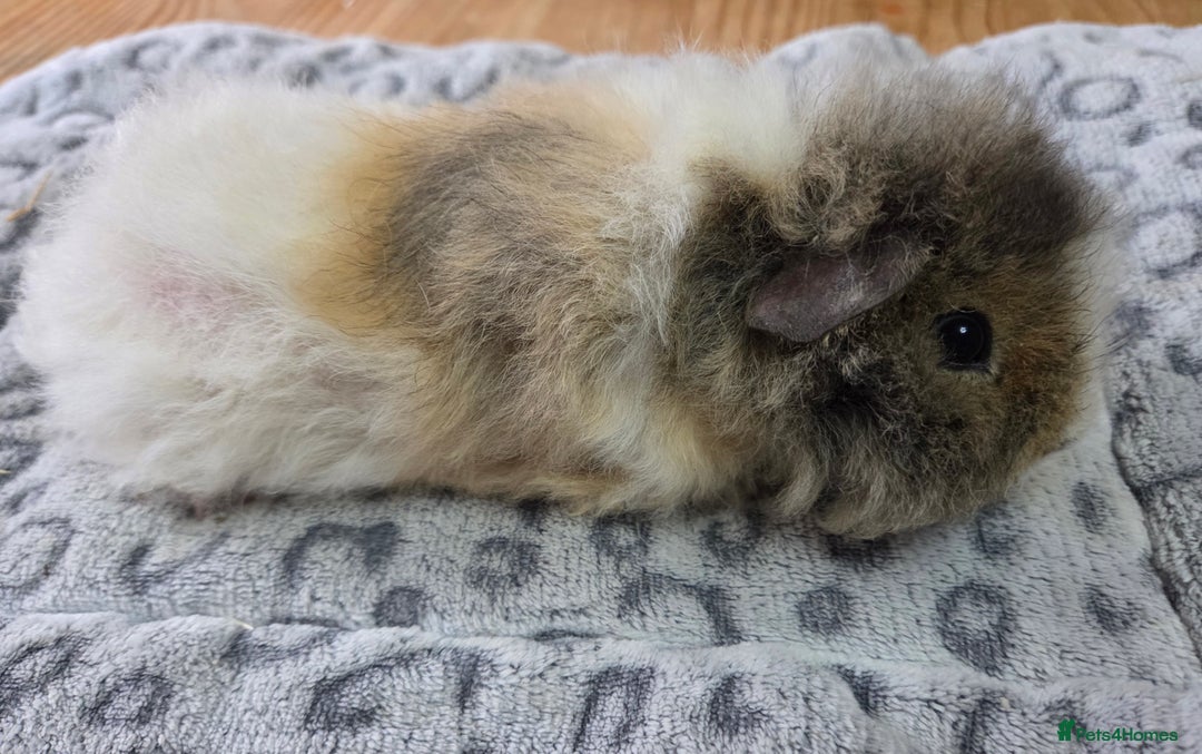 Guinea Pig rodents for sale: 3 Male Babies 🐖 - Advert 5