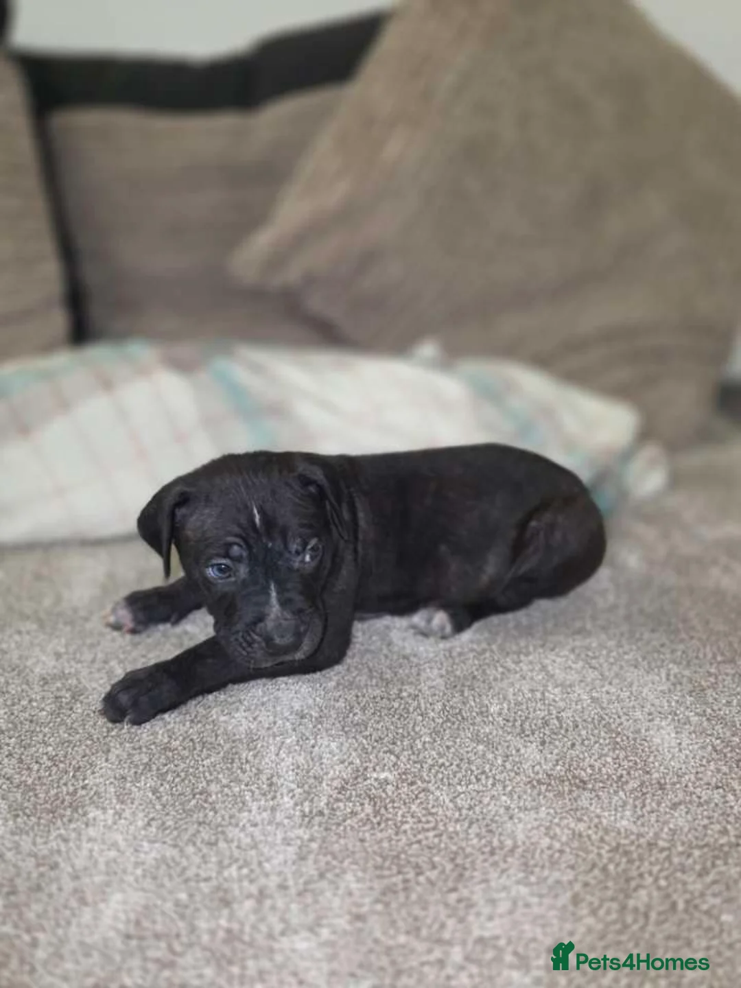 Presa Canario dogs for sale: Dual Purpose Presa Canario Puppies for Homing - Advert 20
