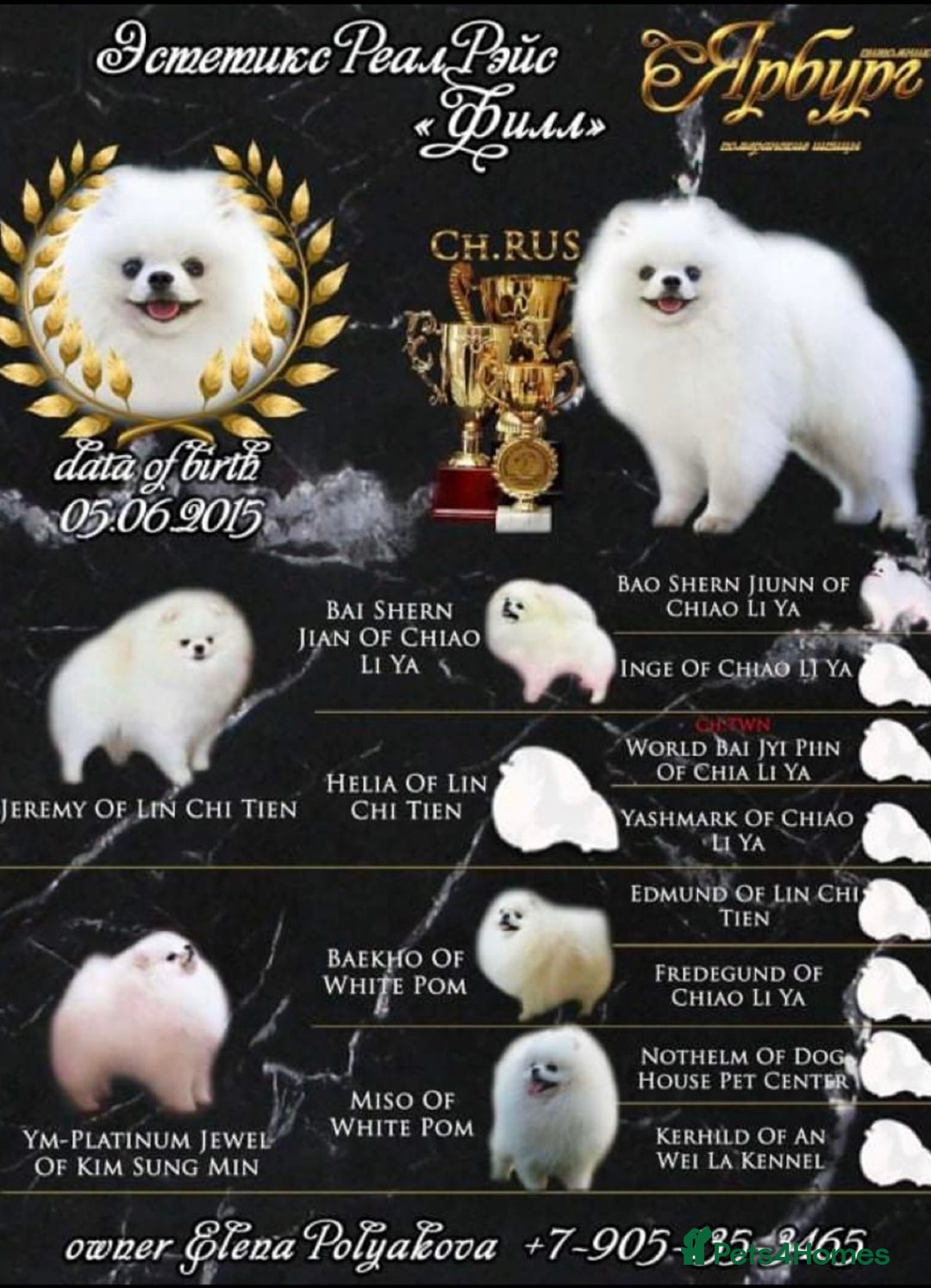 Pomeranian dogs for sale: Pomeranian Pups from Russian/ Chi Tien Champions - Advert 10