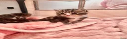 Mixed Breed cats for sale: 4 Stunning Friendly Fluffy Kittens x Ragdoll in Stoke-on-Trent - Advert 21