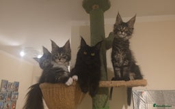 Maine Coon cats for sale: PURE BREED MAINE COONS KITTENS Delivery available - Image 10