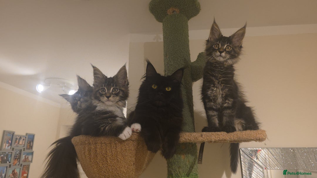 Maine Coon cats for sale: PURE BREED MAINE COONS KITTENS Delivery available - Image 10