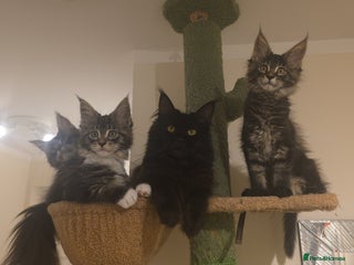 Maine Coon cats - Advert 17