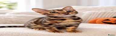 Shira
