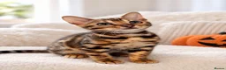 Bengal cats for sale: TICA Registered Bengal snow 5 Generation Pedigree  - Advert 11