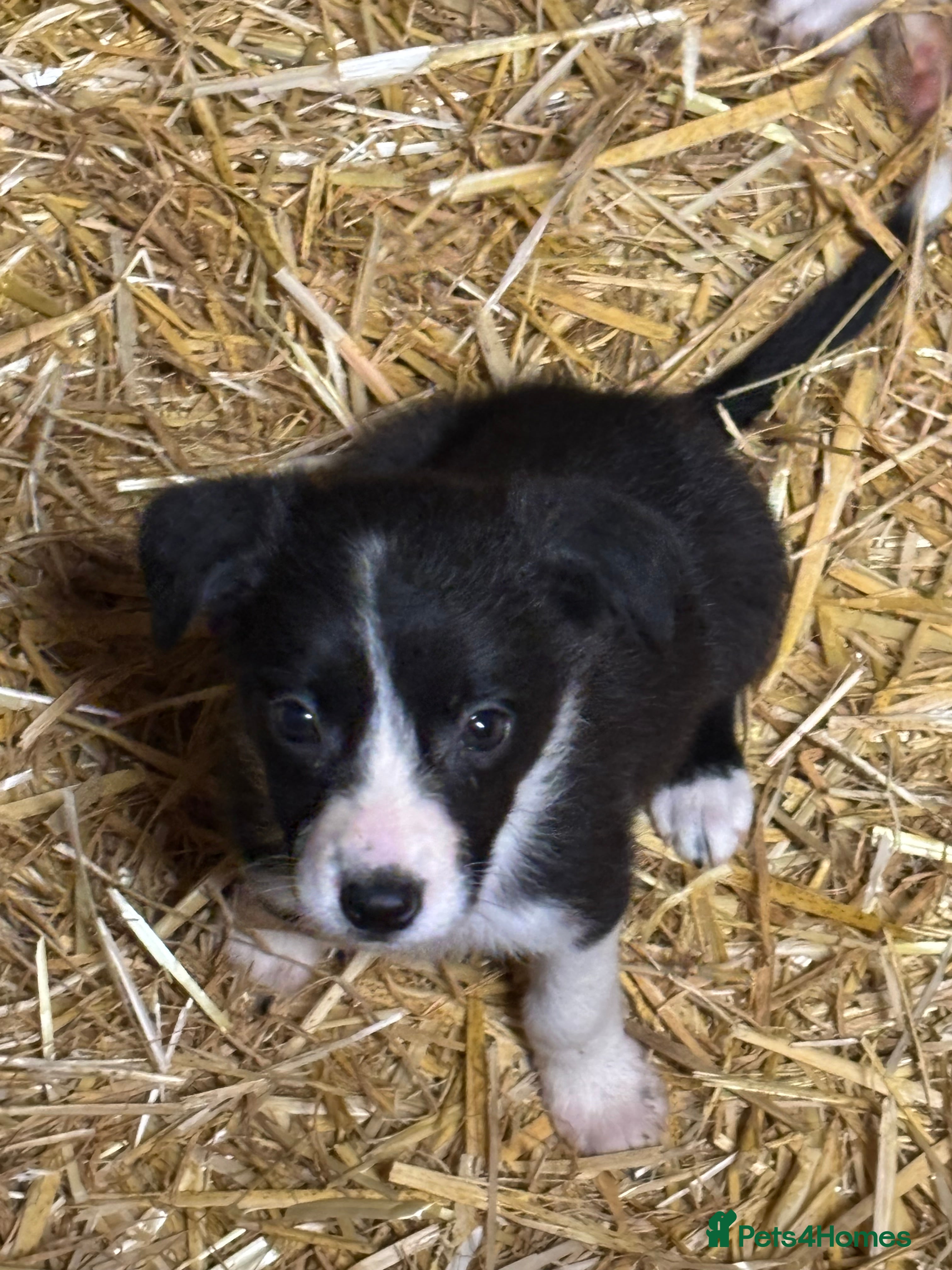 Border Collie dogs Ready Now - Border collie pups  - Advert 2