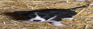 Border Collie 7