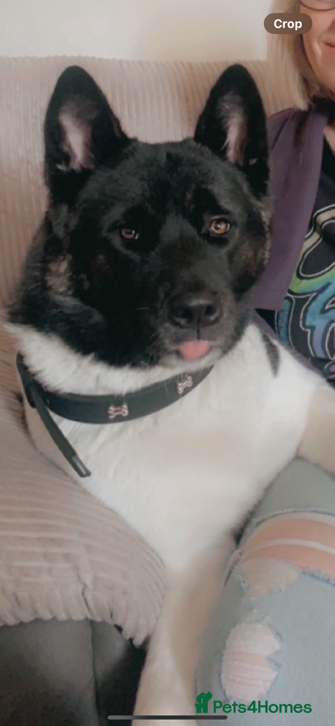 Akita dogs for sale: Emergency home needed before euthanasia  - Advert 7