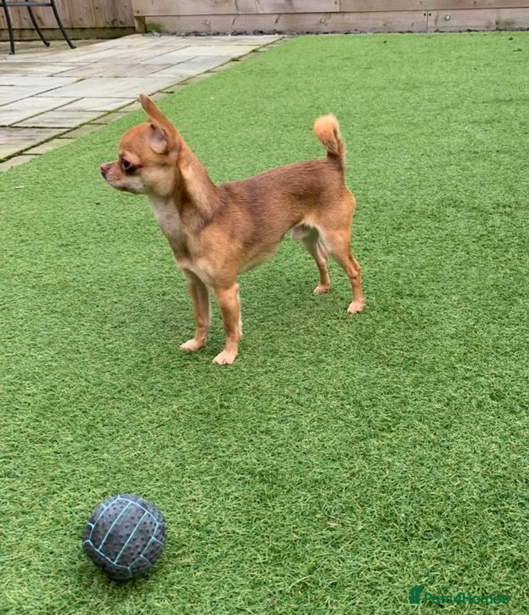 Chihuahua dogs for stud: Chico Chihuahua Russian Lines Champion Pedigree in Chester - Advert 6