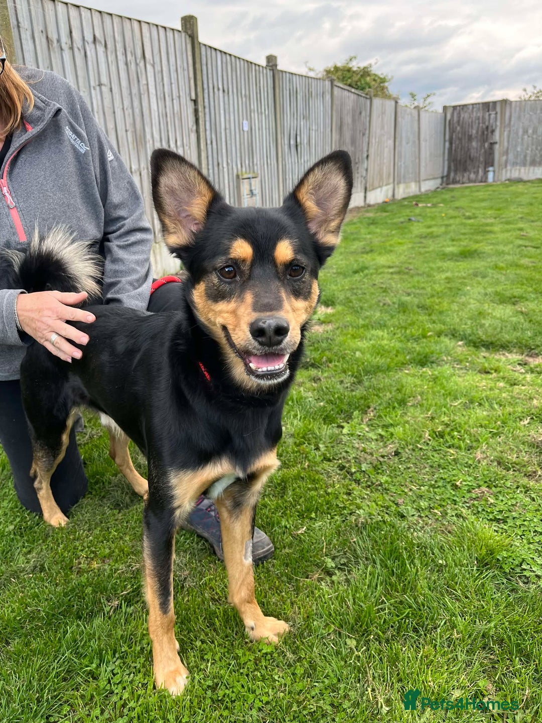 Mixed Breed dogs for adoption: Gorgeous GEORGE  - Image 2