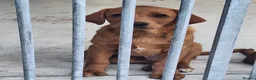 Labrador Retriever dogs for sale: Pondizfields Male Fox Red Labrador pups in Machynlleth - Advert 8