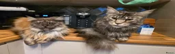Maine Coon cats for sale: Male and female maine coon for rehoming  - Advert 1