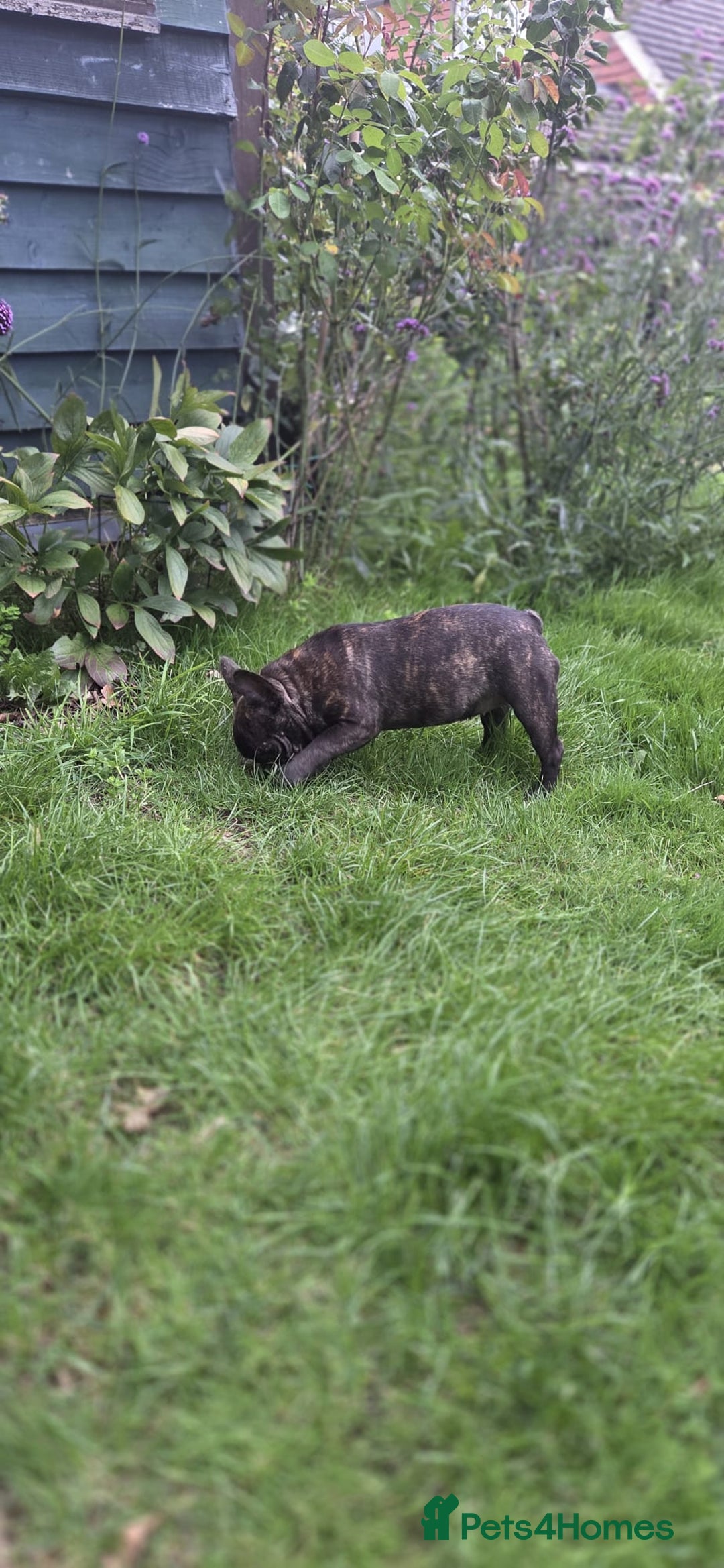 French Bulldog dogs for sale: Older pups needing a home - Image 9