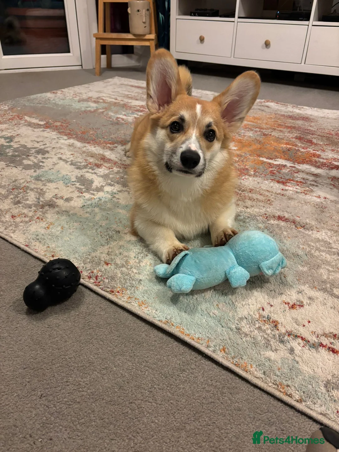 Welsh Corgi Pembroke dogs for sale: Hansome young man looking for a new home - Advert 1