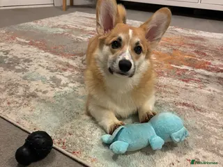 Welsh Corgi Pembroke dogs Hansome young man looking for a new home - Advert 3