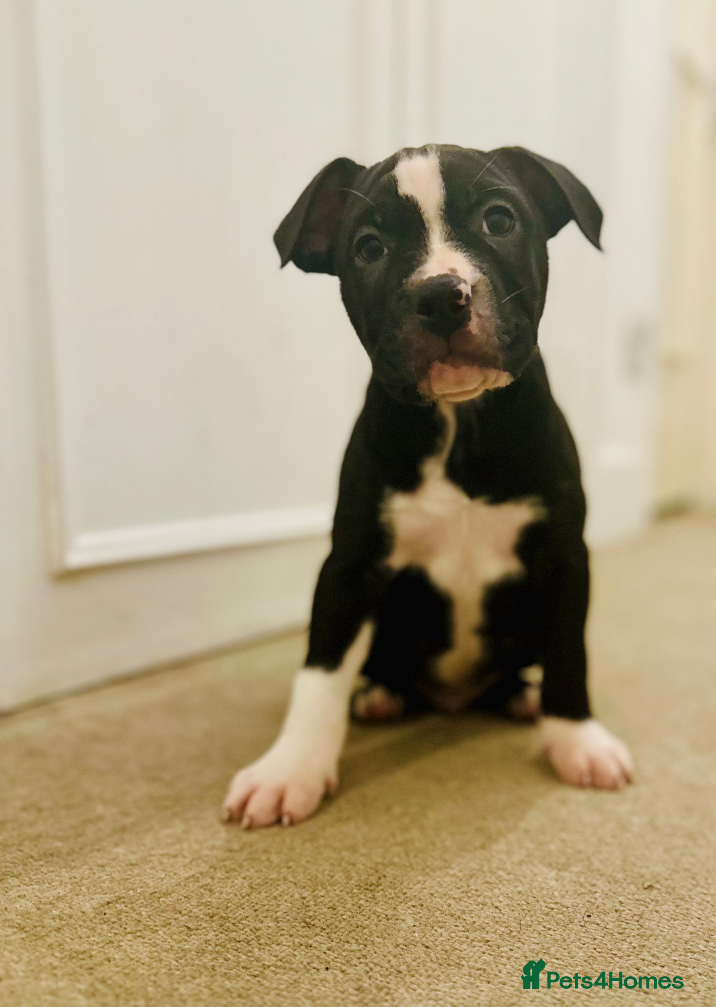 Mixed Breed dogs AVAILABLE NOW Olde English Bulldogge/Staffy Collie - Advert 2