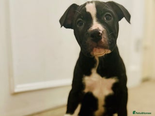 Mixed Breed dogs AVAILABLE NOW Olde English Bulldogge/Staffy Collie - Advert 1