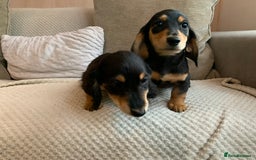 Miniature Dachshund dogs for sale: 1 boy 1 girl long haired ** - Image 7