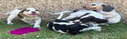 Cocker Spaniel dogs for sale: Cocker spaniel puppies in Llanelli - Advert 8