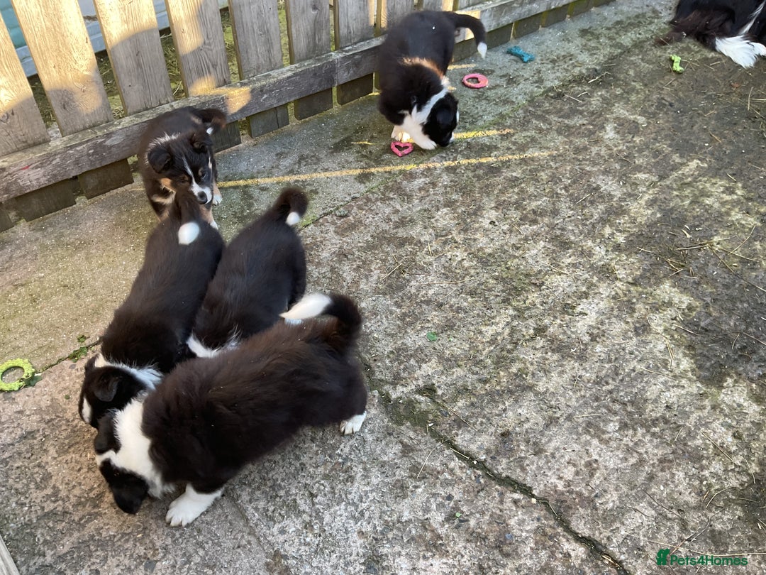 Border Collie dogs for sale: Border Collie puppies  - Image 15