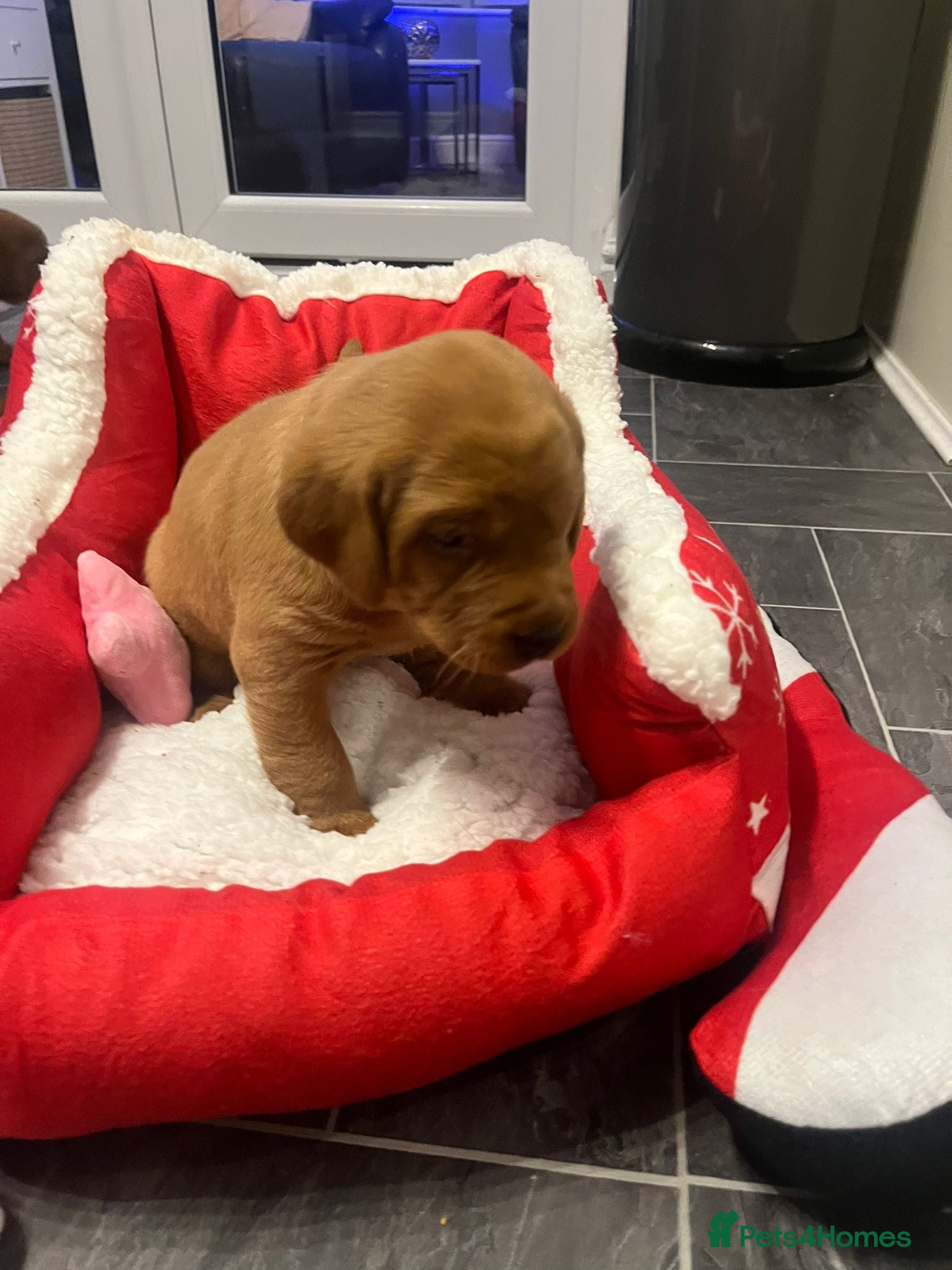 Labrador Retriever dogs KC registered fox red Labrador puppies - Advert 4