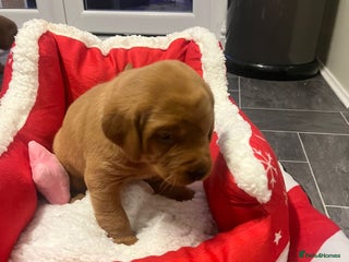 Labrador Retriever dogs KC registered fox red Labrador puppies - Advert 1