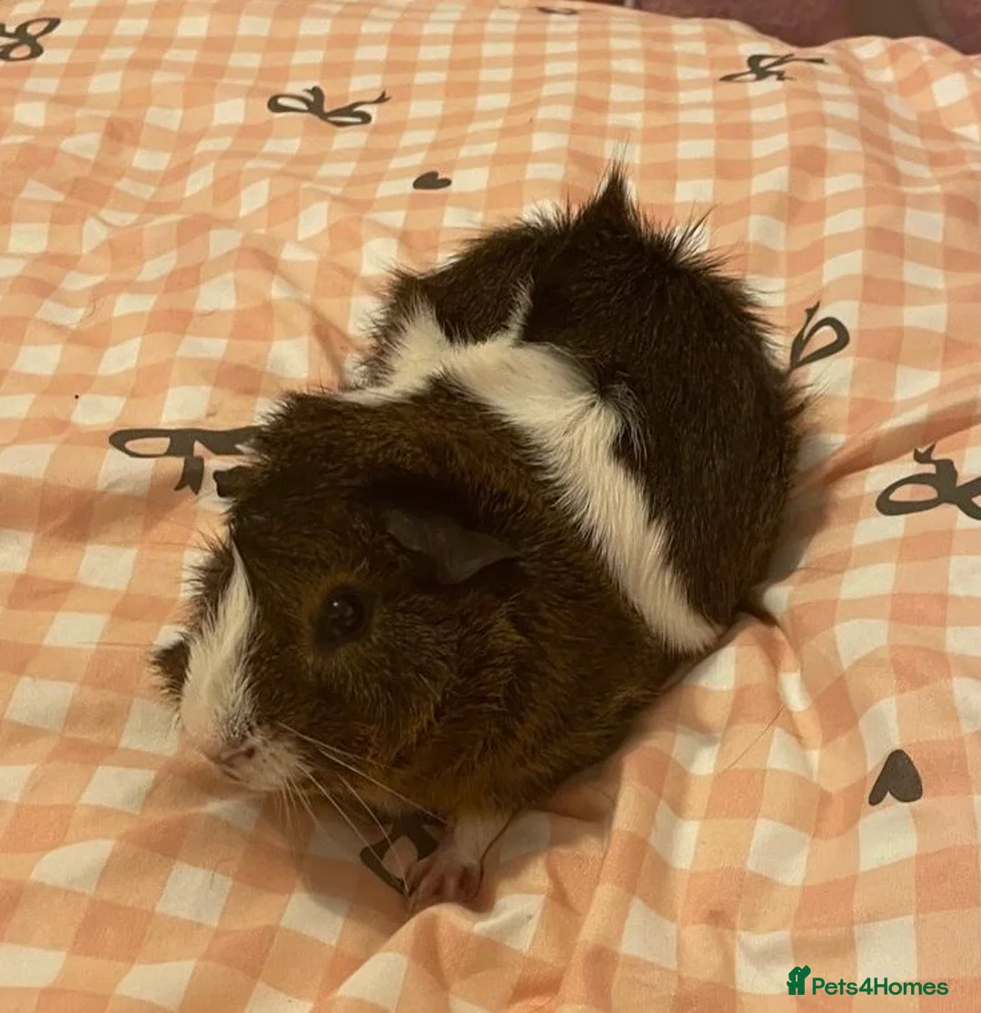 Guinea Pig rodents for sale: Alfie - Male Guinea Pig - Advert 1