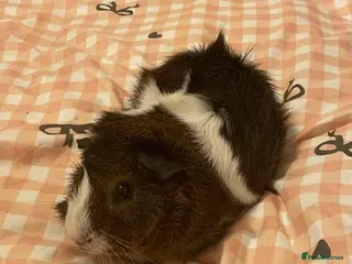 Guinea Pig rodents Alfie - Male Guinea Pig - Advert 15