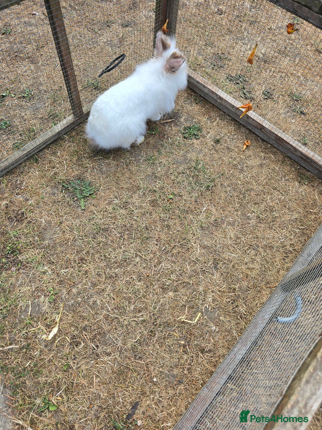 Lionhead rabbits for sale: Lionhead Bunnies - Image 8