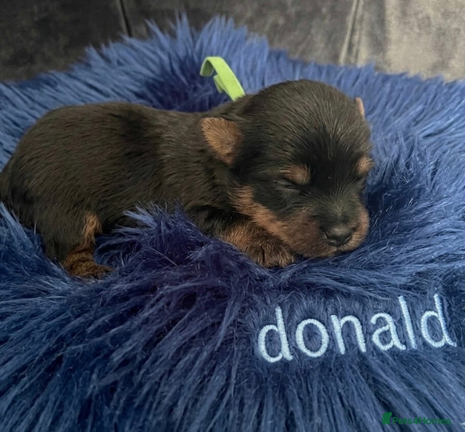 Yorkshire Terrier dogs Adorarable Yorkie Boys 5🌟Licenced Breeder - Advert 12