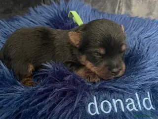 Yorkshire Terrier dogs Adorarable Yorkie Boys 5🌟Licenced Breeder - Advert 12