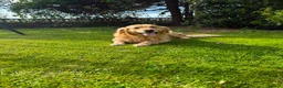 Golden Retriever dogs for sale: Golden Retriever Puppies - Advert 7