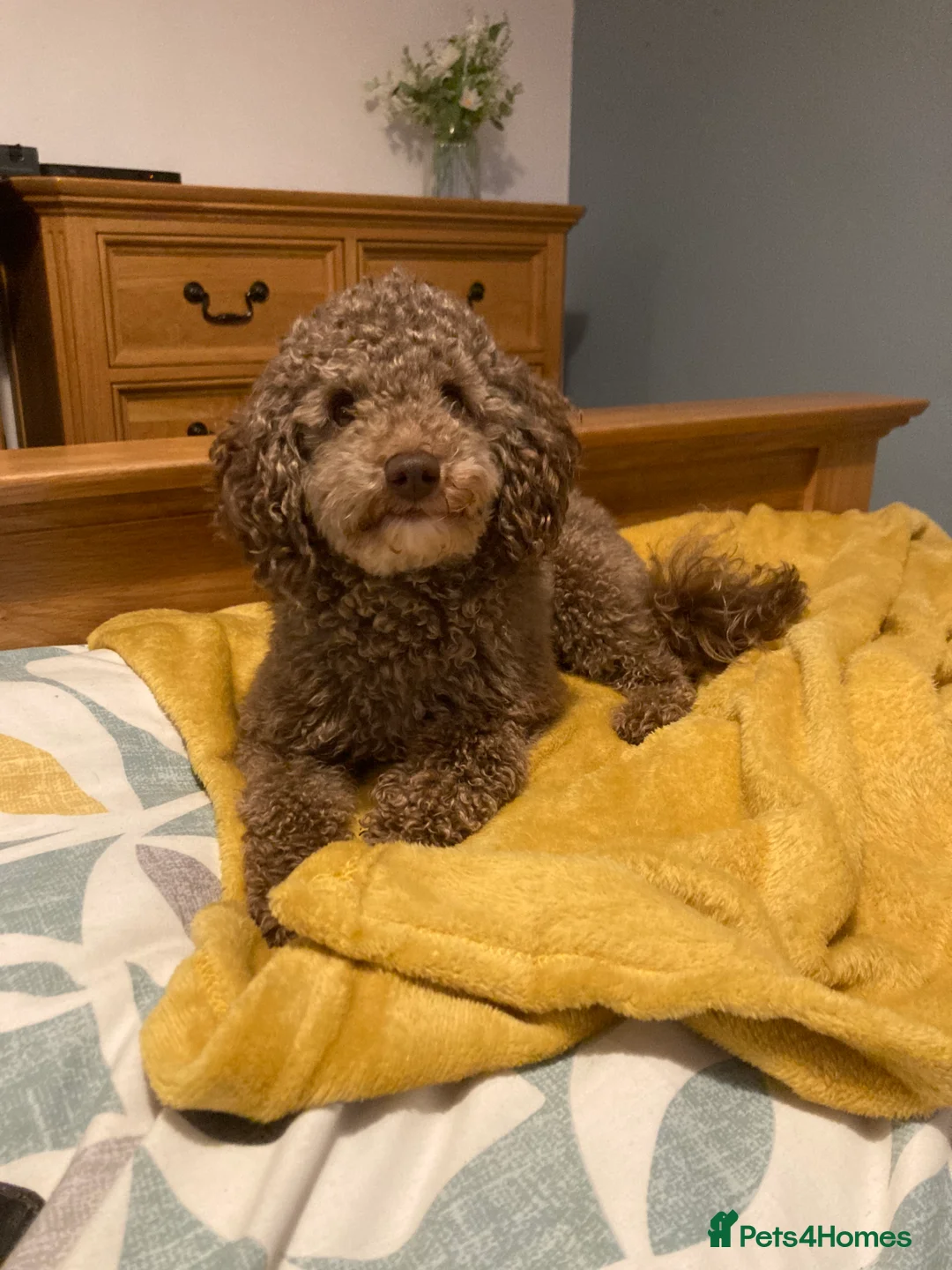 Poodle dogs for stud: Health tested KC chocolate Toy poodle stud  in Stevenage - Advert 23