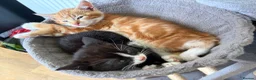 Mixed Breed cats for sale: Beautiful kittens for sale  in Bodorgan - Advert 9