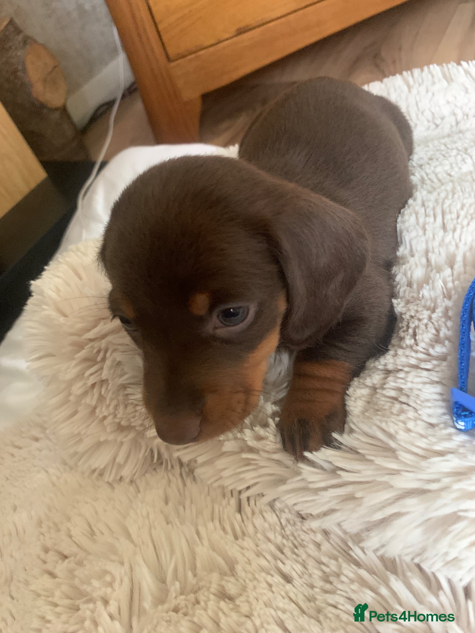 Dachshund dogs Miniature dachshund puppies 4 boys - Advert 2