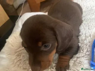 Dachshund dogs Miniature dachshund puppies 4 boys - Advert 2