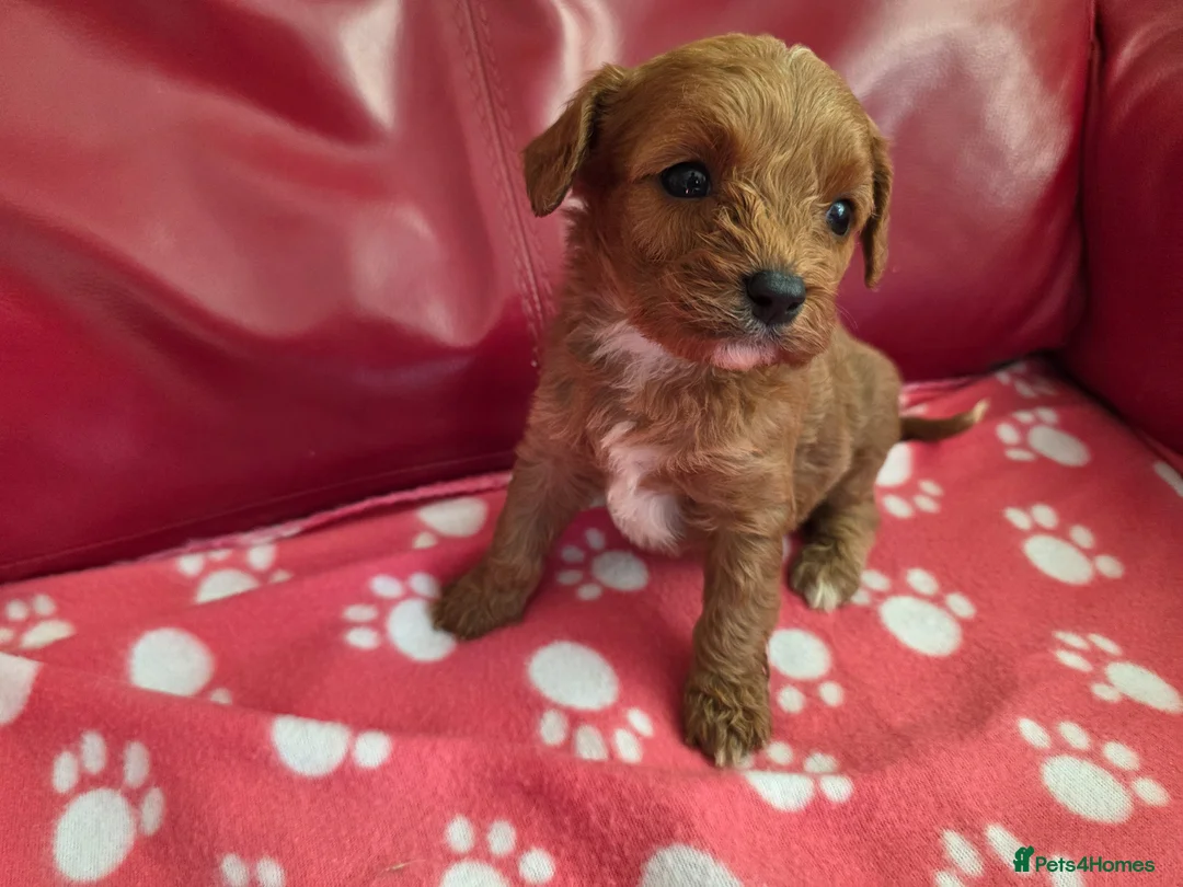 Cavapoo dogs for sale: F1 cavapoos  - Advert 36