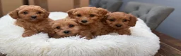 Cavapoo dogs for sale: 💕 beautiful cavapoos ready next week 💕 - Advert 5