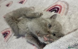 British Shorthair cats for sale: British shorthair kittens responsibly bred - Image 7
