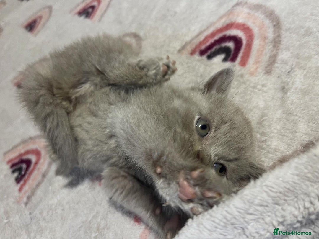 British Shorthair cats for sale: British shorthair kittens responsibly bred - Image 7