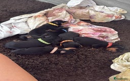 Rottweiler dogs for sale: Stunning chunky Rottweiler puppies - Image 1