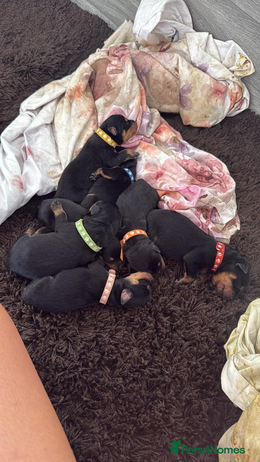 Rottweiler dogs for sale: Stunning chunky Rottweiler puppies - Image 1