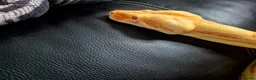 Boa Snake reptiles for sale: Adult sunglow jungle boa - Advert 1