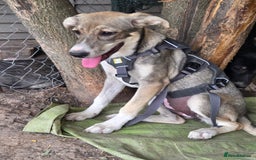 Mixed Breed dogs for adoption: ROXANA - a Sweet & young Girl - for a Loving Home - Advert 1