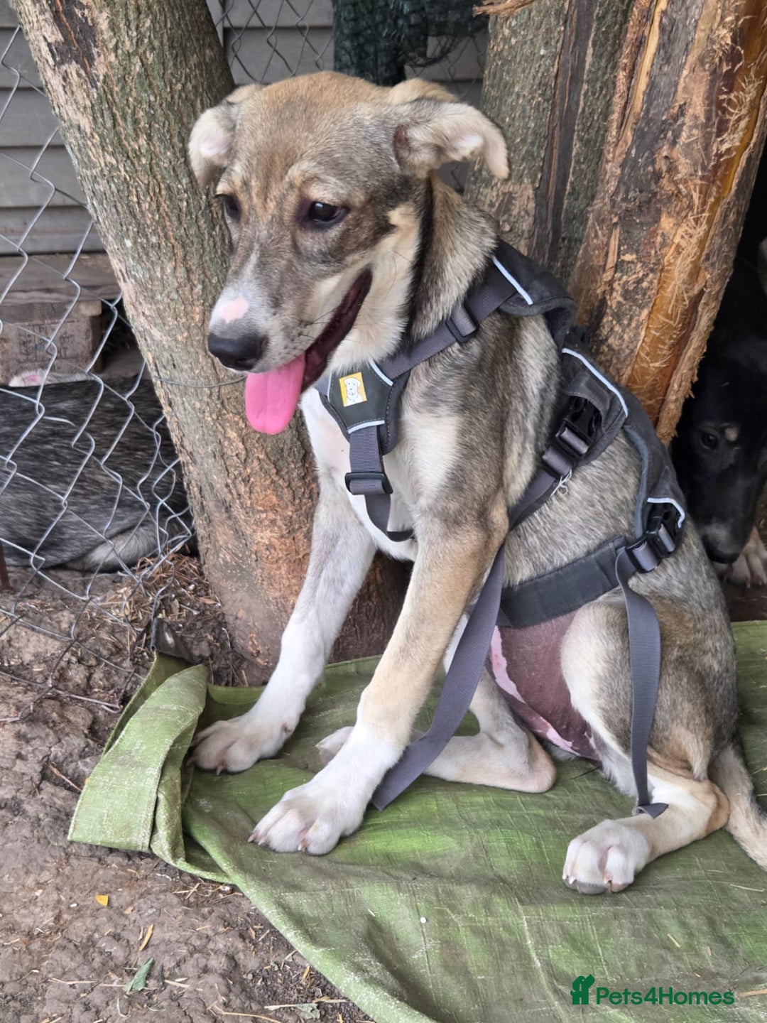 Mixed Breed dogs for adoption: ROXANA - a Sweet & young Girl - for a Loving Home - Advert 1